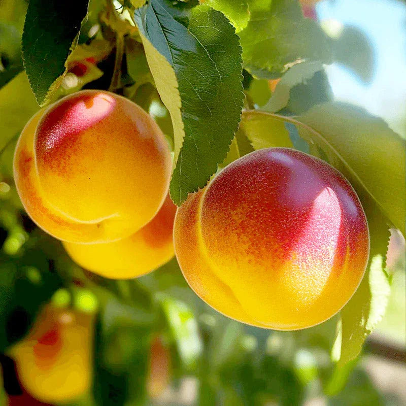 Harko Nectarine Tree