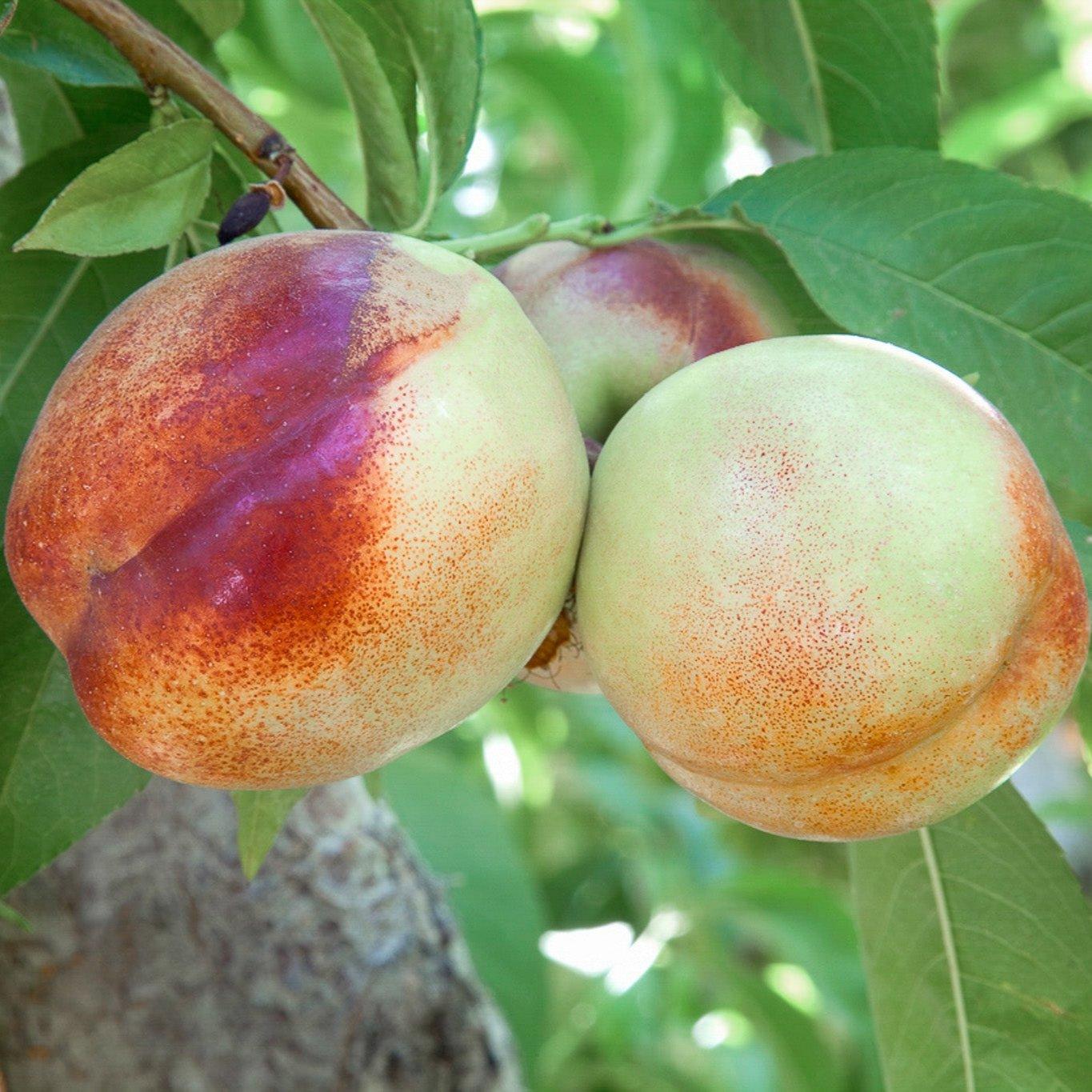 Heavenly White Nectarine Tree