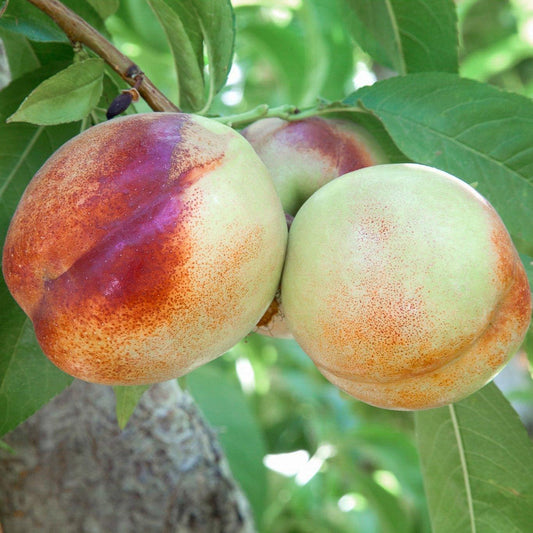 Heavenly White Nectarine Tree