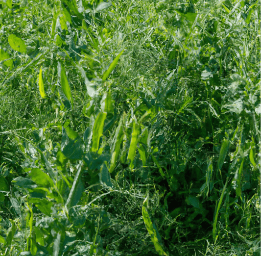 Peaceful Valley High Biomass Mix (lb) for Annuals