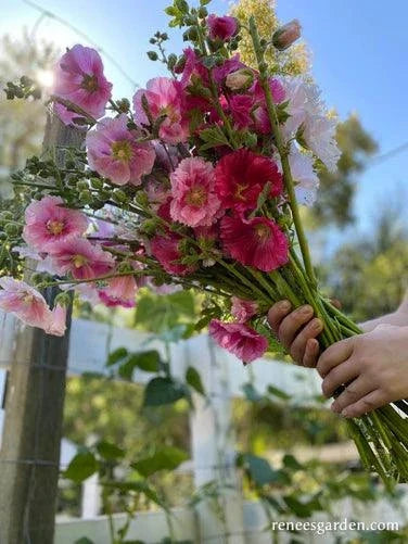 Indian Spring Hollyhock