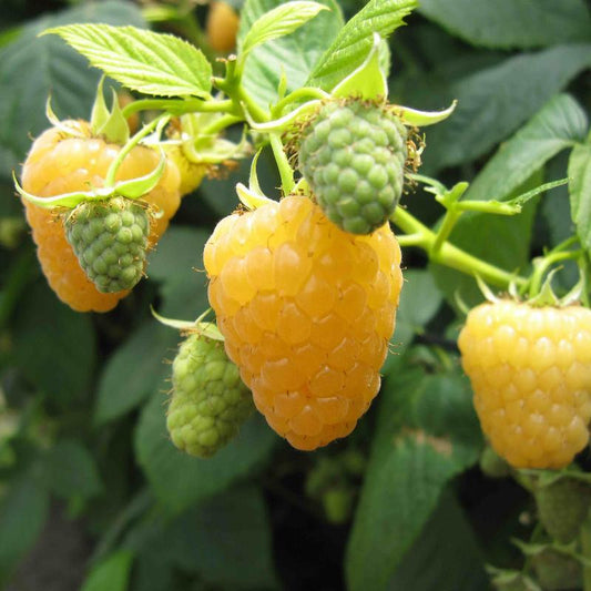 Organic Honey Jewel Raspberries (Bundle of 3)