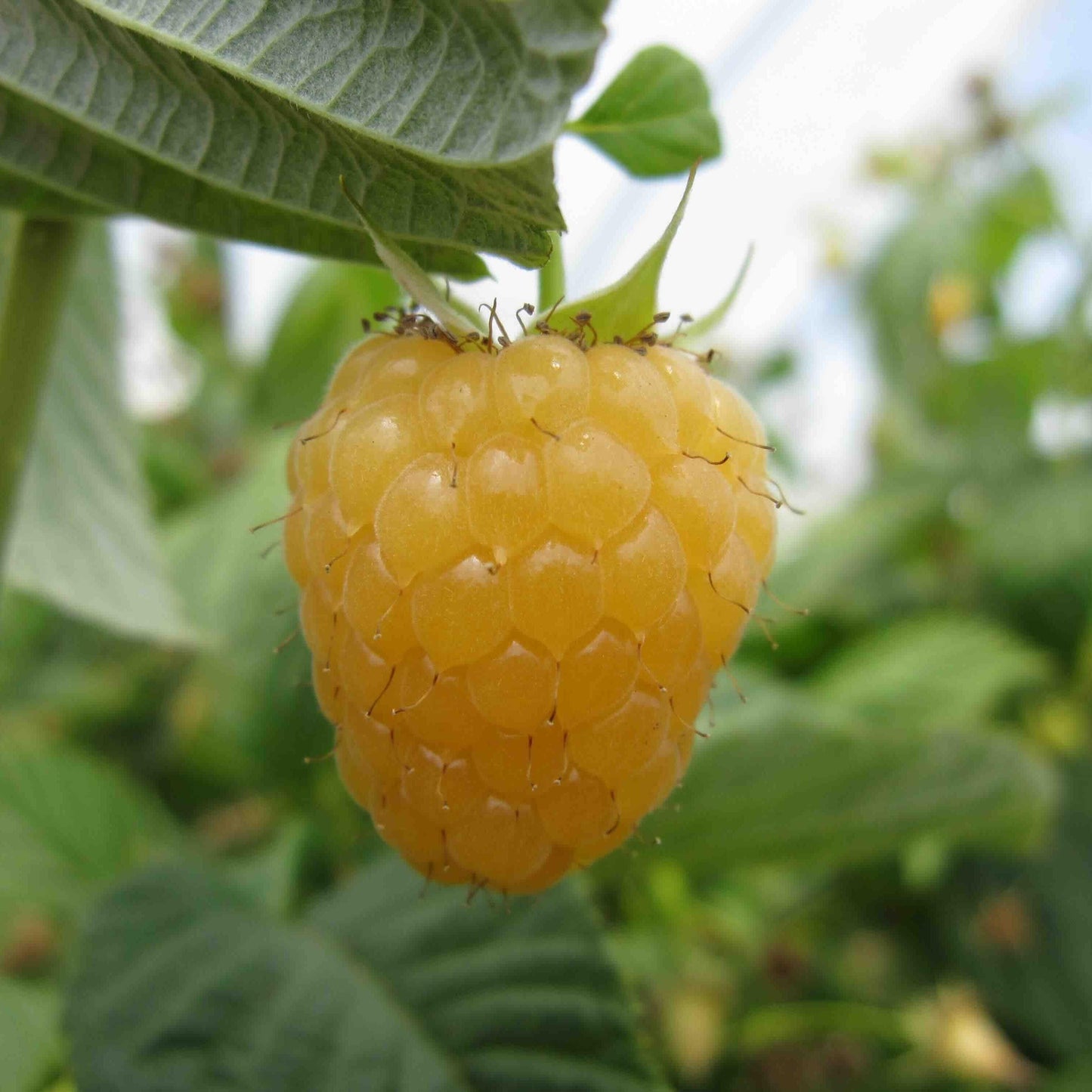 Organic Honey Jewel Raspberries (Bundle of 3)