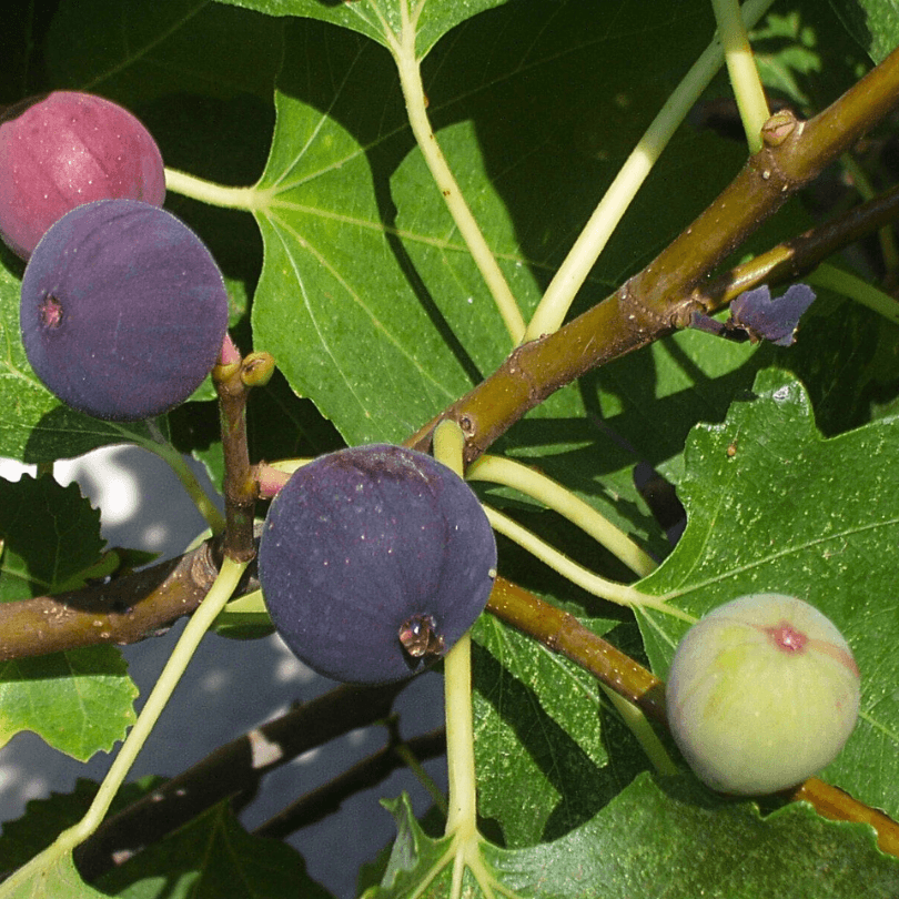 Improved Brown Turkey Potted Fig Tree