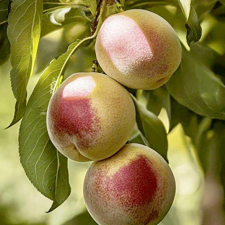 Indian Free White Peach Tree