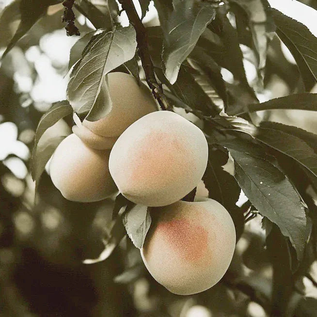 Indian Free White Peach Tree