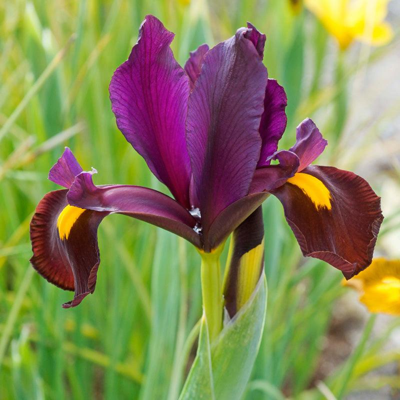 "Red Ember" Dutch Iris Bulbs (Pack of 10)