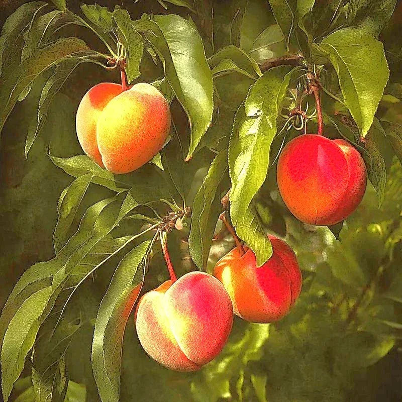 JH Hale Peach Tree