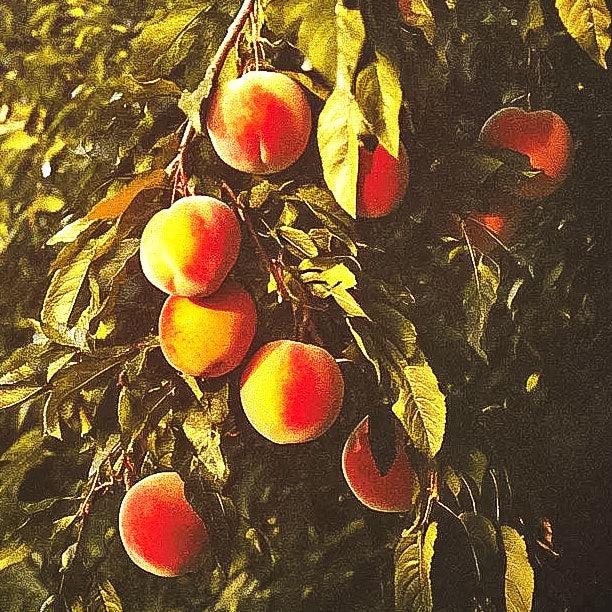 JH Hale Peach Tree