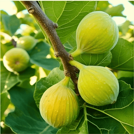 Kadota Potted Fig Tree