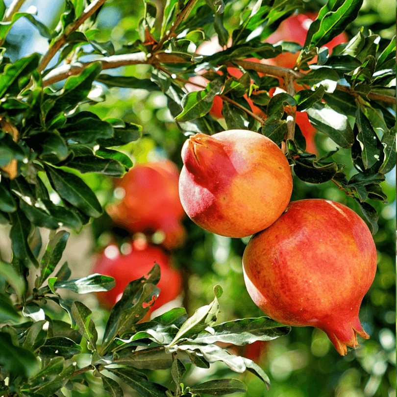 Potted Pomegranate Tree - Kashmir