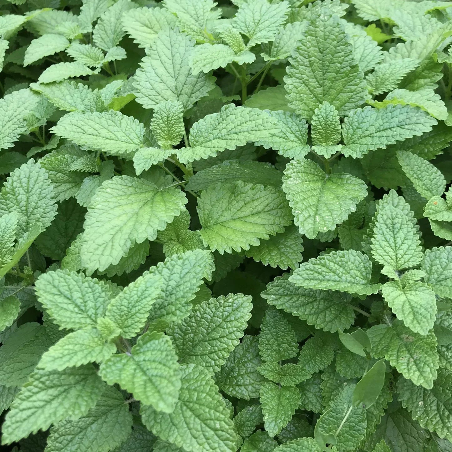 Tea Garden Seeds Mix (Organic)
