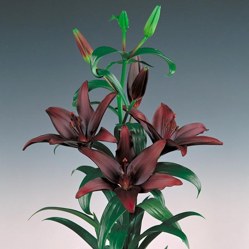 Lilium Asiatic Landini (Pack of 2)