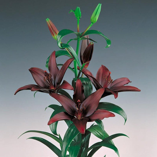 Lilium Asiatic Landini (Pack of 2)