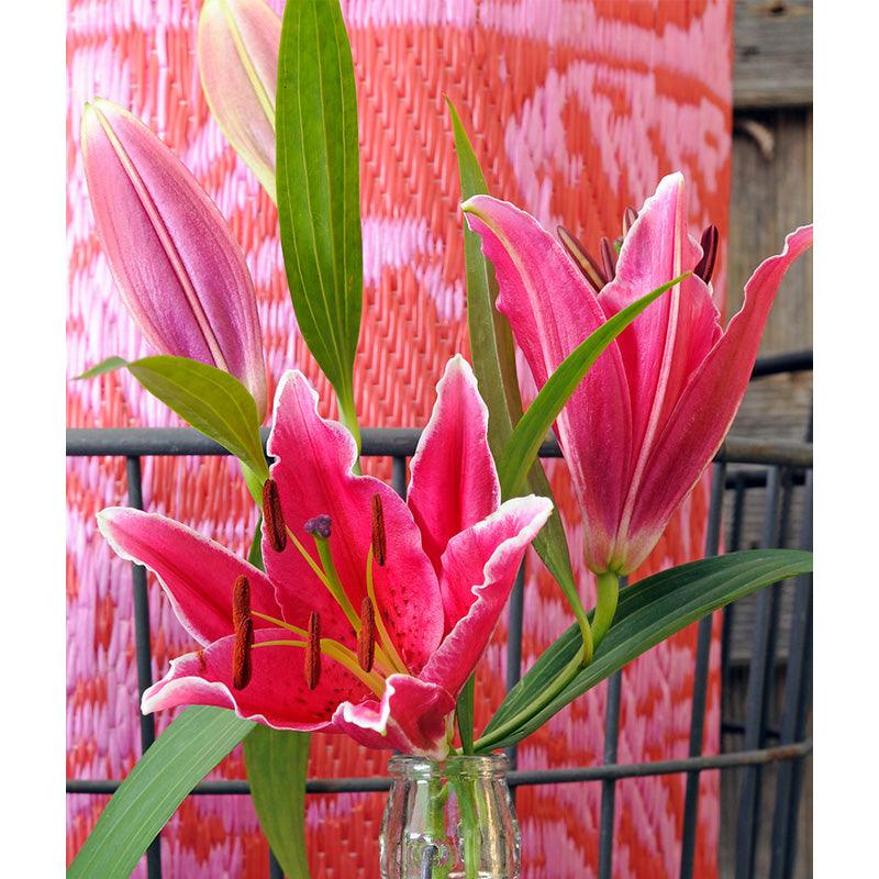 Lilium Oriental Stargazer (Pack of 2)