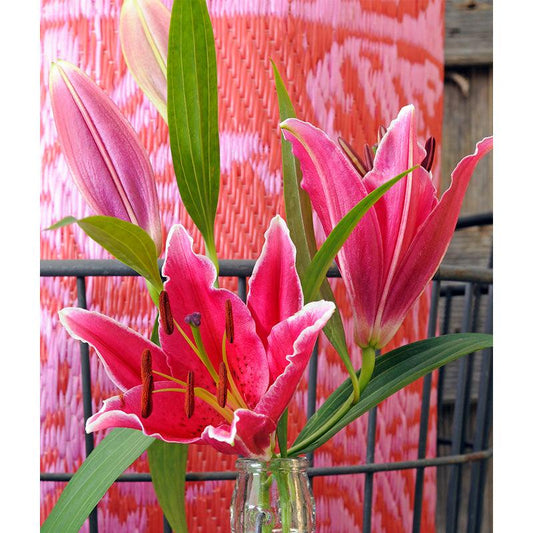 Lilium Oriental Stargazer (Pack of 2)