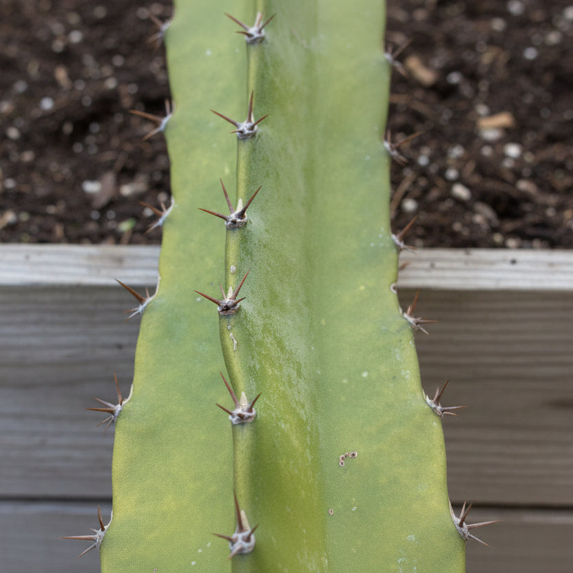 Organic - Lisa Dragon Fruit Cuttings