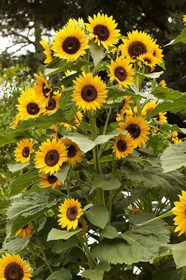 Long-Lasting Sunflowers, High Noon