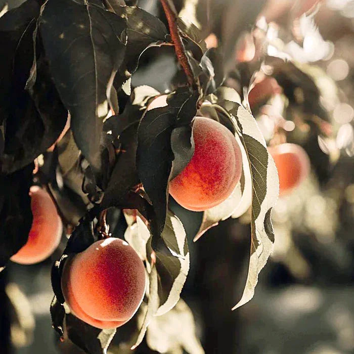 Loring Peach Tree