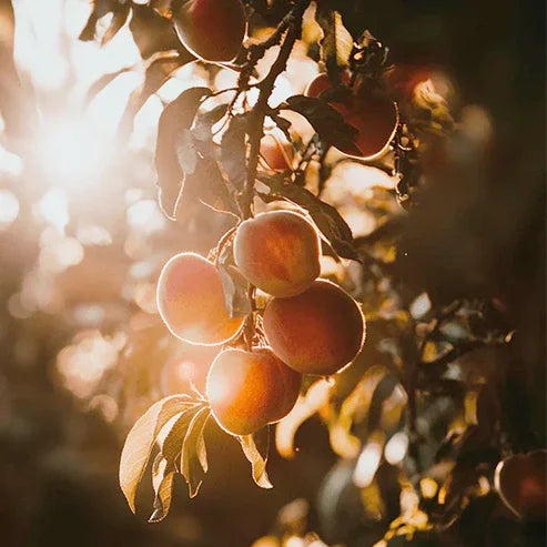 Loring Peach Tree