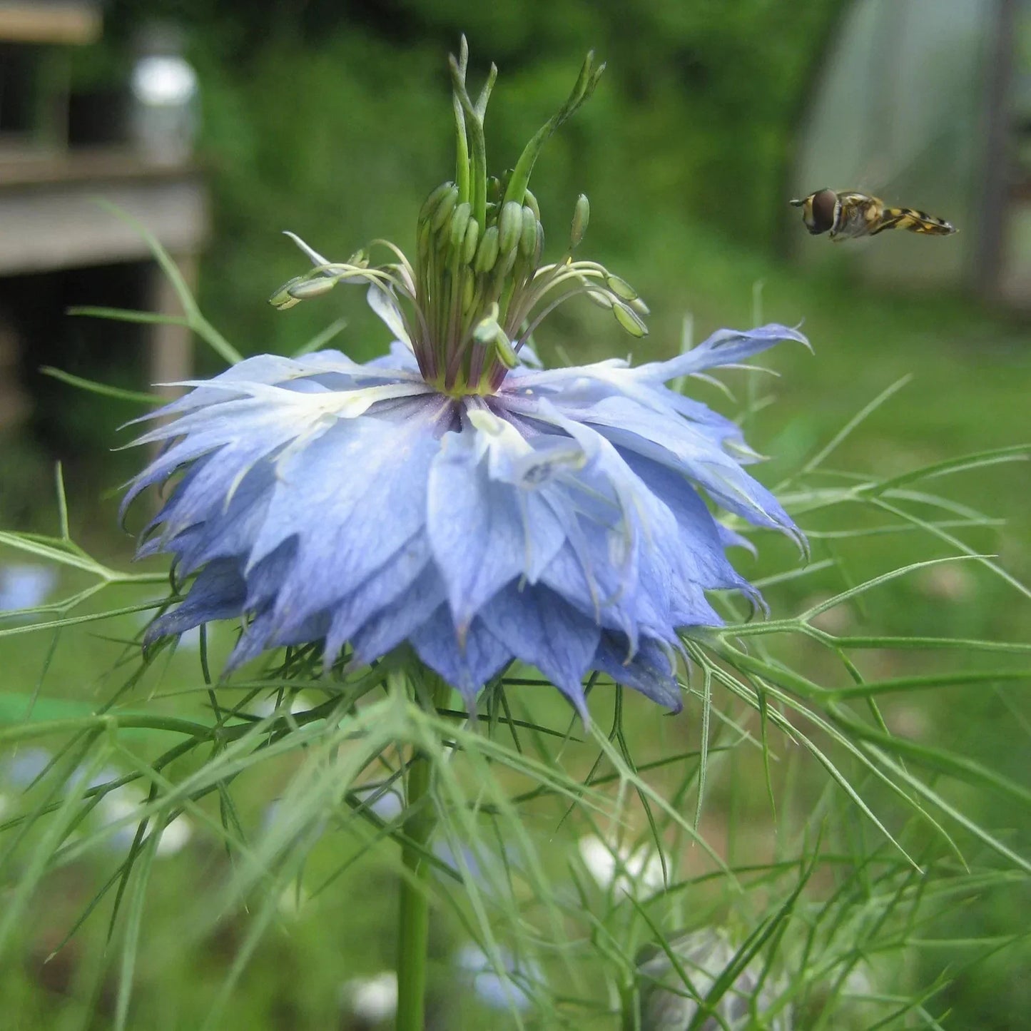 Cottage Garden Seeds Mix