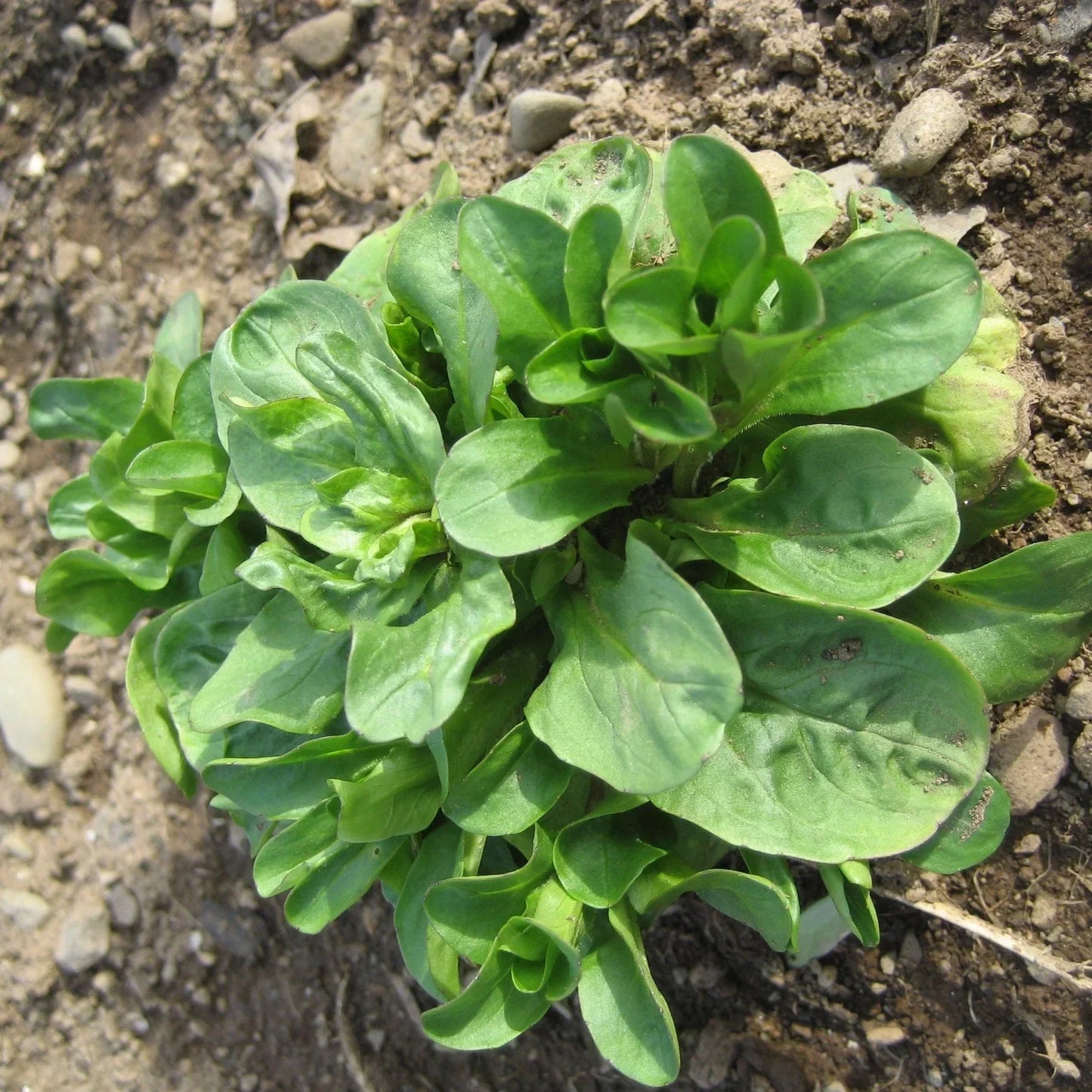 Winter Greens Seeds Mix (Organic)