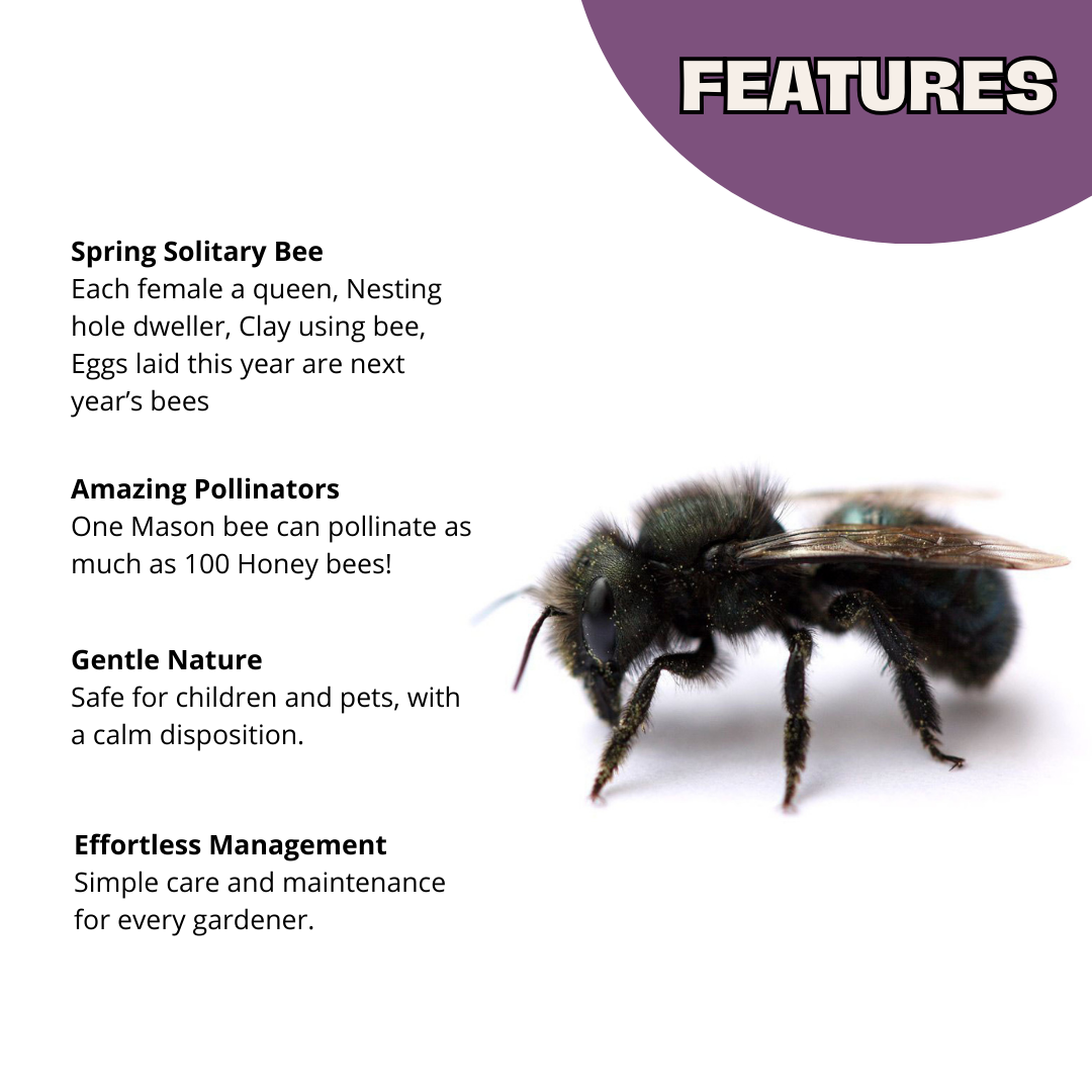 Mason Bees | 40+ OBA Certified Cocoons with Free 2 Day Shipping