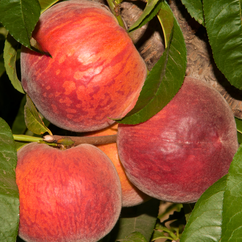 Low Chill Requirement Peaches, 3 on 1 Multi Grafted Fruit Tree