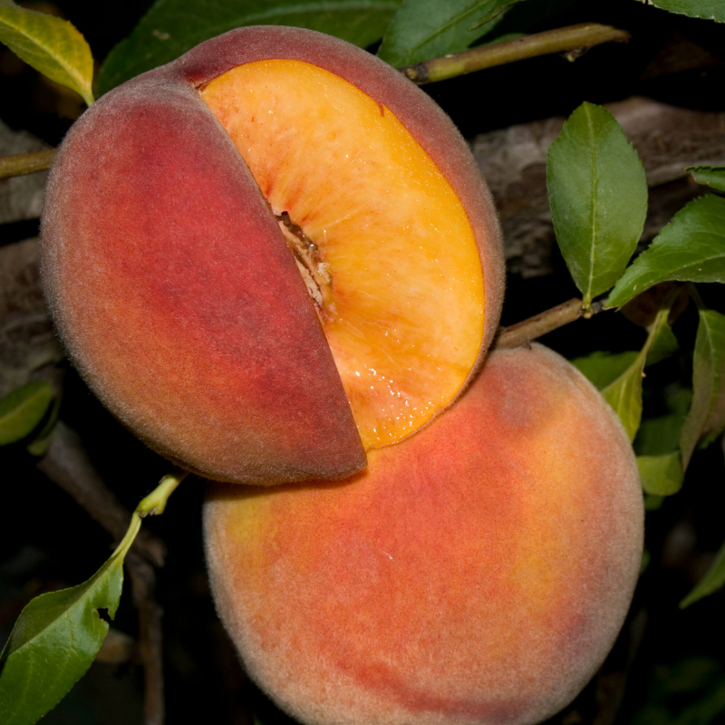 Low Chill Requirement Peaches, 3 on 1 Multi Grafted Fruit Tree