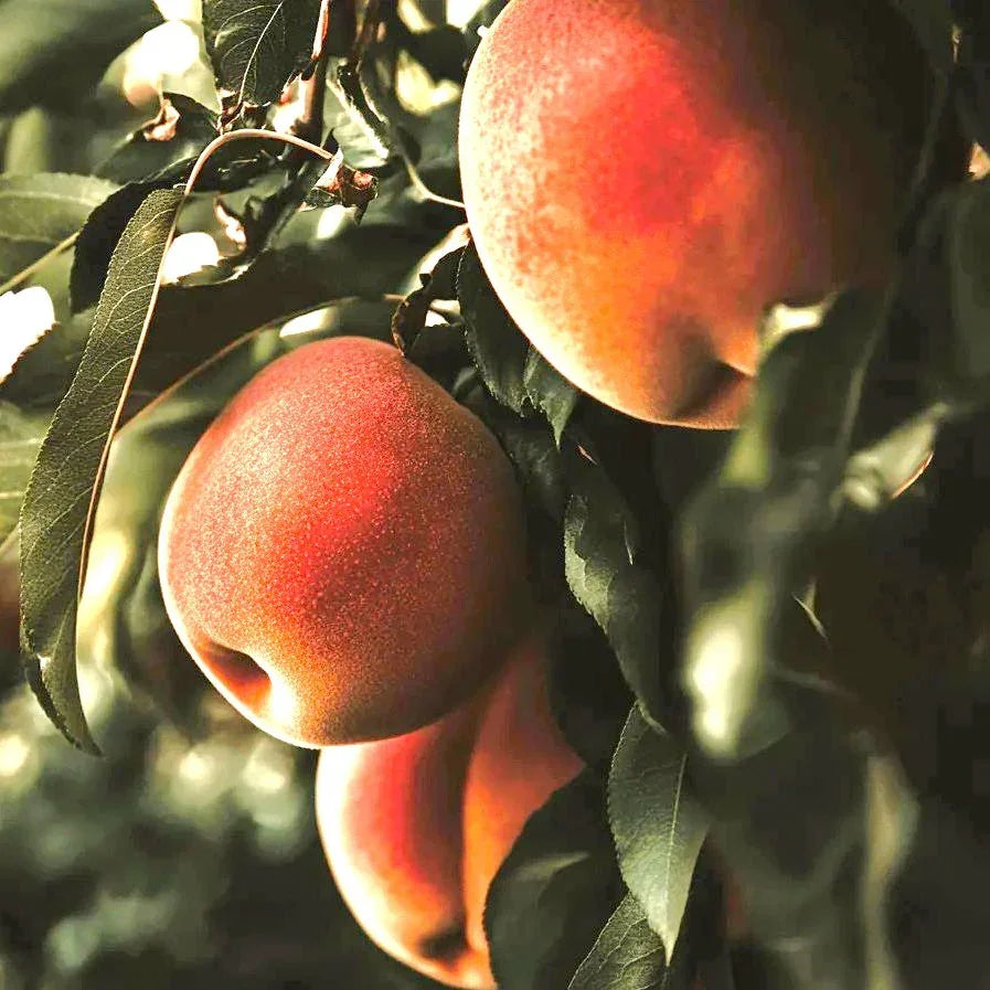 Zaiger Pride Peach, 3 on 1 Multi Grafted Fruit Tree