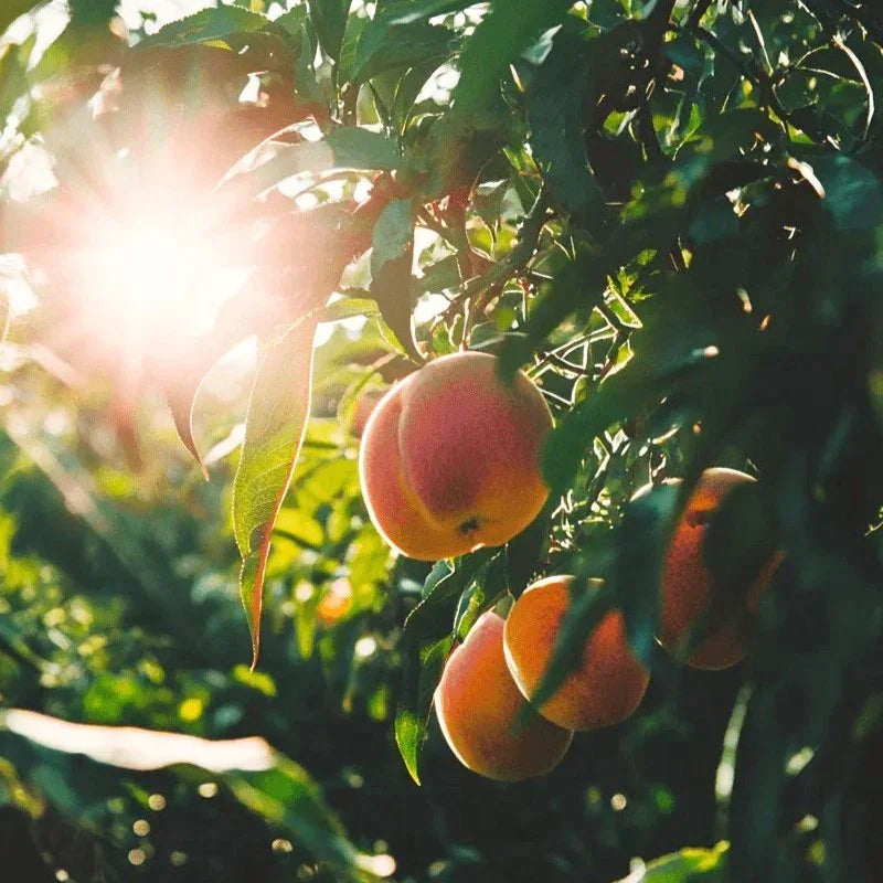 Mid-Pride Peach Tree