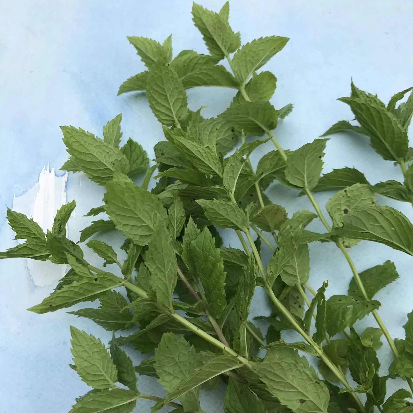 Tea Garden Seeds Mix (Organic)