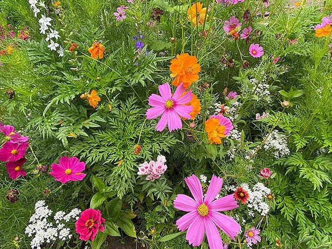 Monarch Butterfly Mix