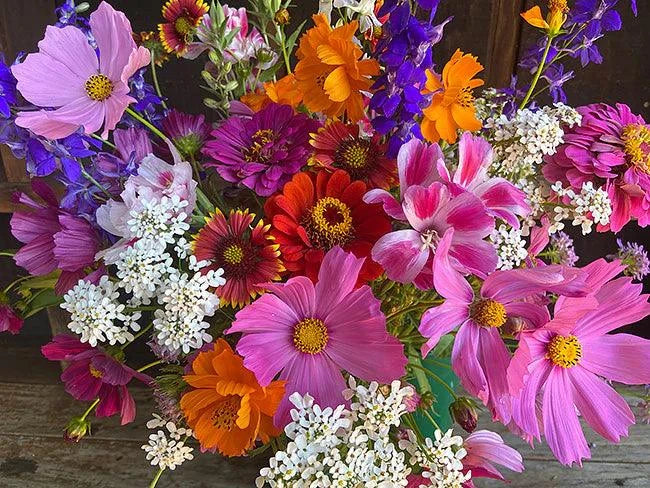Monarch Butterfly Mix