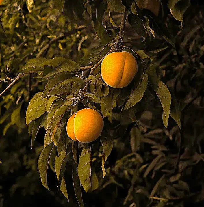 Peach Leaf Curl Resistant Peaches, 3 on 1 Multi Grafted Fruit Tree