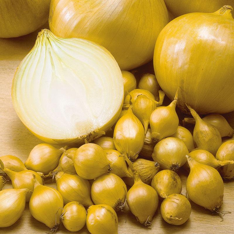 Onion Sets Super Sweet (Pack of 10)