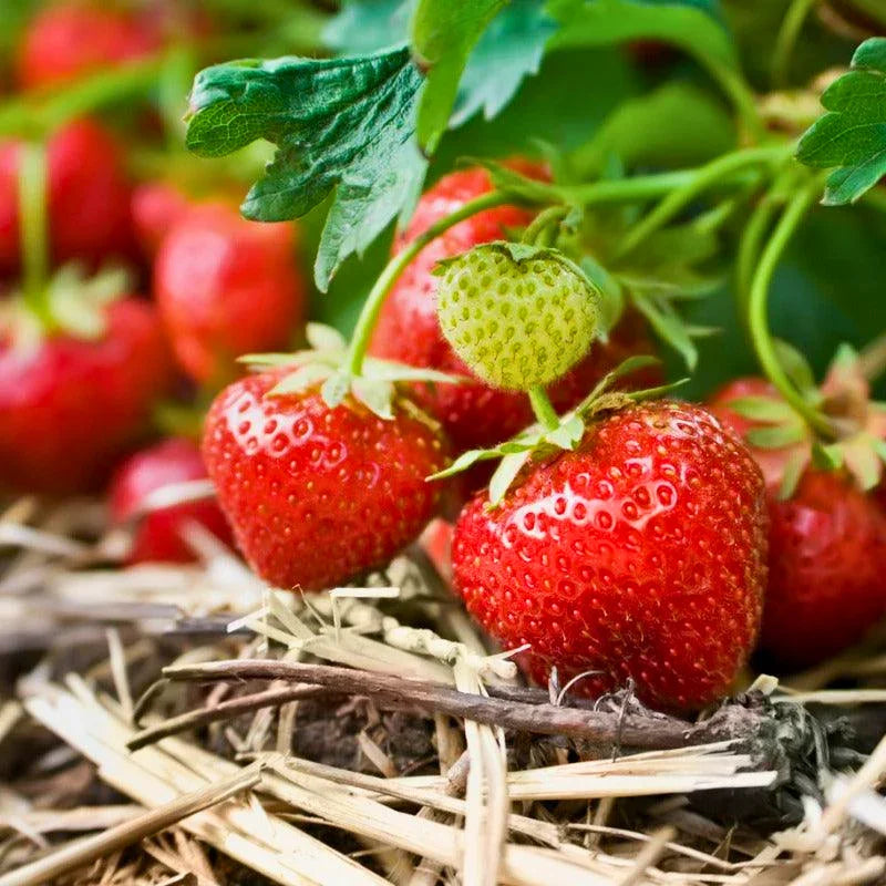Organic Chandler Strawberry 4"