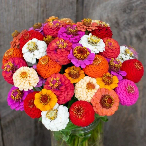 Dahlia Mix Zinnia Seeds (Organic)