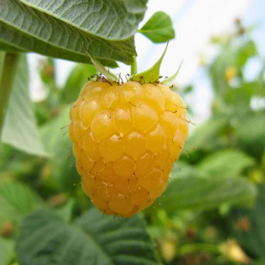 Organic Honey Jewel Raspberry 1 Gallon