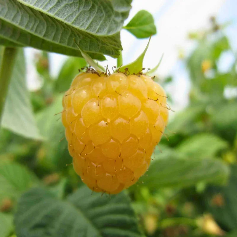 Organic Honey Jewel Raspberry 1 Gallon
