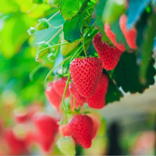 Organic Seascape Strawberry Plant 4"