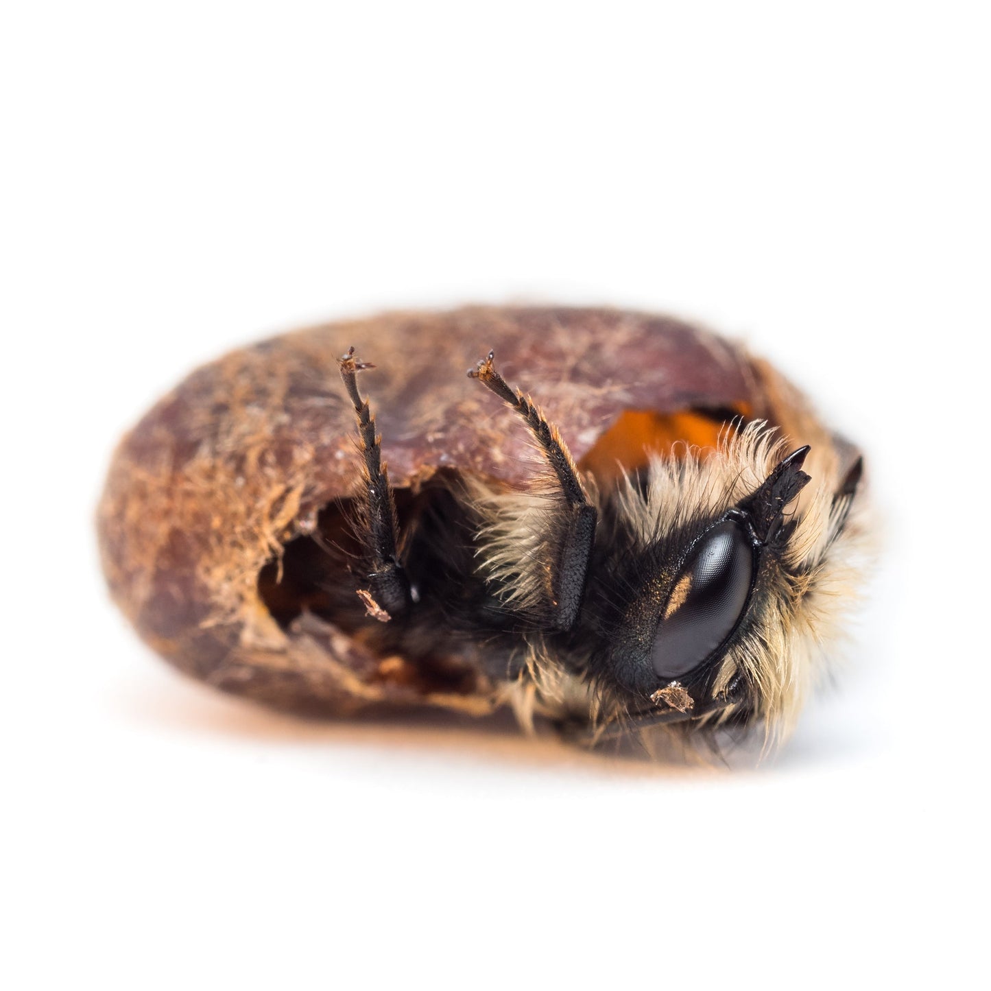 Mason Bees | 40+ OBA Certified Cocoons with Free 2 Day Shipping