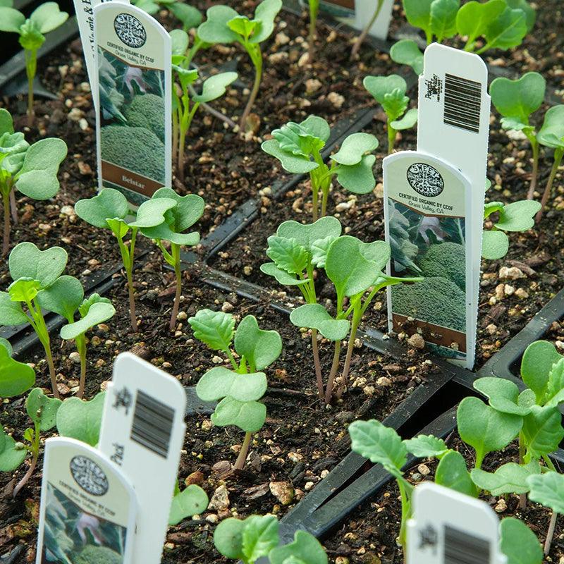 Organic Vegetable and Herb Start Collection