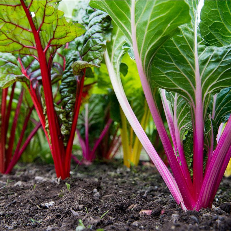 Organic Vegetable and Herb Start Collection