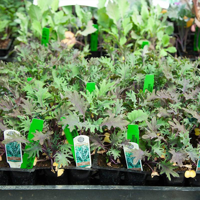 Organic Red Russian Kale