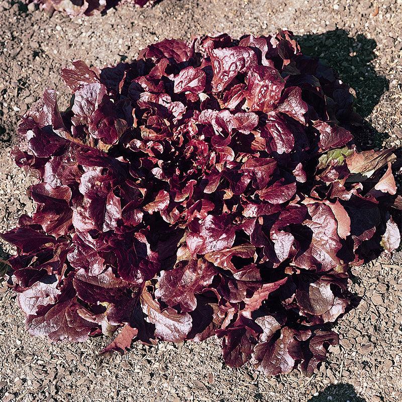 Organic Red Oakleaf Lettuce