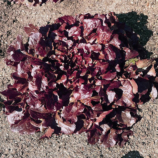 Organic Red Oakleaf Lettuce