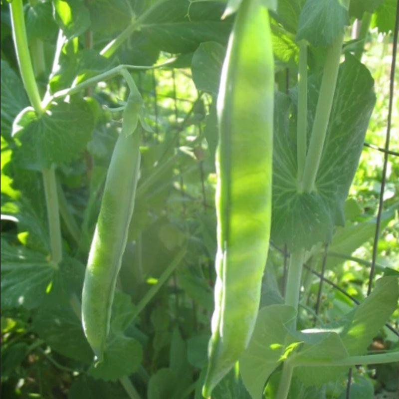Organic Vegetable and Herb Start Collection