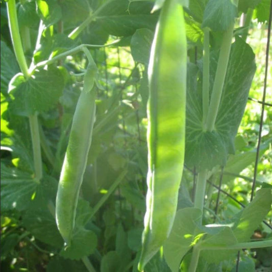 Organic Green Arrow Shelling Pea
