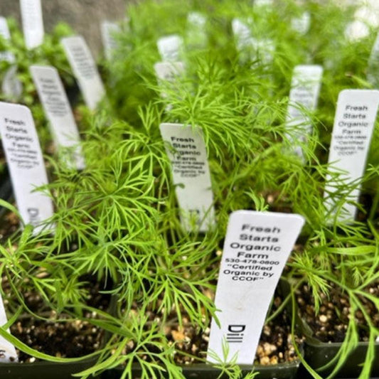 Organic Bouquet Dill